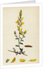 Genista Tinctoria Dyer's Green-Weed by Anonymous