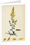 Genista Tinctoria Dyer's Green-Weed by Anonymous