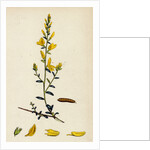 Genista Tinctoria Dyer's Green-Weed by Anonymous