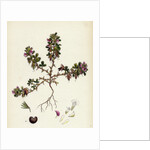 Ononis Reclinata Small Spreading Rest-Harrow by Anonymous