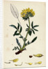 Anthyllis Vulneraria Common Kidney Vetch by Anonymous