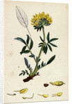 Anthyllis Vulneraria Common Kidney Vetch by Anonymous