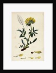 Anthyllis Vulneraria Common Kidney Vetch by Anonymous