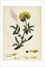 Anthyllis Vulneraria Common Kidney Vetch by Anonymous