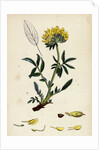 Anthyllis Vulneraria Common Kidney Vetch by Anonymous