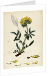 Anthyllis Vulneraria Common Kidney Vetch by Anonymous