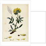 Anthyllis Vulneraria Common Kidney Vetch by Anonymous