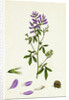 Medicago Sativa Common Lucerne by Anonymous