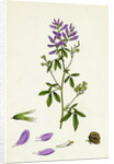 Medicago Sativa Common Lucerne by Anonymous