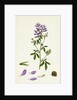 Medicago Sativa Common Lucerne by Anonymous