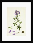 Medicago Sativa Common Lucerne by Anonymous