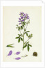 Medicago Sativa Common Lucerne by Anonymous