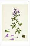 Medicago Sativa Common Lucerne by Anonymous