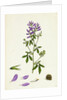 Medicago Sativa Common Lucerne by Anonymous
