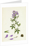 Medicago Sativa Common Lucerne by Anonymous
