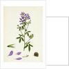 Medicago Sativa Common Lucerne by Anonymous
