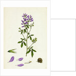 Medicago Sativa Common Lucerne by Anonymous