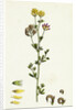 Medicago Sylvestris Fries' Lucerne by Anonymous