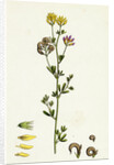 Medicago Sylvestris Fries' Lucerne by Anonymous