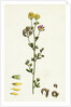 Medicago Sylvestris Fries' Lucerne by Anonymous