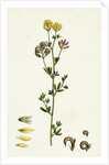 Medicago Sylvestris Fries' Lucerne by Anonymous