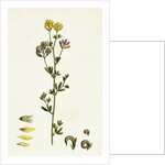 Medicago Sylvestris Fries' Lucerne by Anonymous
