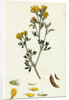 Medicago Eu-Falcata Yellow Lucerne by Anonymous