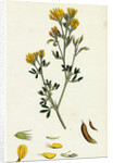 Medicago Eu-Falcata Yellow Lucerne by Anonymous