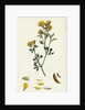 Medicago Eu-Falcata Yellow Lucerne by Anonymous