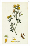 Medicago Eu-Falcata Yellow Lucerne by Anonymous