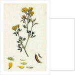 Medicago Eu-Falcata Yellow Lucerne by Anonymous