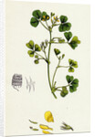 Medicago Maculata Spotted Medick by Anonymous