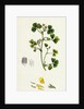 Medicago Maculata Spotted Medick by Anonymous