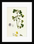 Medicago Maculata Spotted Medick by Anonymous