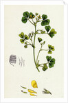 Medicago Maculata Spotted Medick by Anonymous