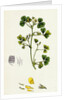 Medicago Maculata Spotted Medick by Anonymous