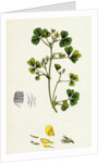 Medicago Maculata Spotted Medick by Anonymous