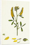 Melilotus Officinalis Common Melilot by Anonymous