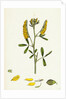 Melilotus Officinalis Common Melilot by Anonymous