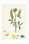Melilotus Officinalis Common Melilot by Anonymous