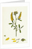 Melilotus Officinalis Common Melilot by Anonymous