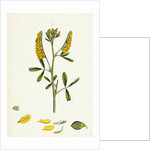 Melilotus Officinalis Common Melilot by Anonymous