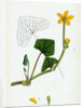Caltha Radicans Creeping Marsh-Marygold by Anonymous