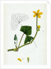 Caltha Radicans Creeping Marsh-Marygold by Anonymous