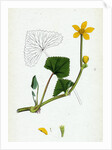 Caltha Radicans Creeping Marsh-Marygold by Anonymous