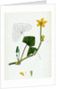 Caltha Radicans Creeping Marsh-Marygold by Anonymous