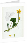 Caltha Radicans Creeping Marsh-Marygold by Anonymous