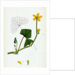 Caltha Radicans Creeping Marsh-Marygold by Anonymous