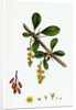 Berberis Vulgaris Common Barberry by Anonymous