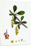 Berberis Vulgaris Common Barberry by Anonymous